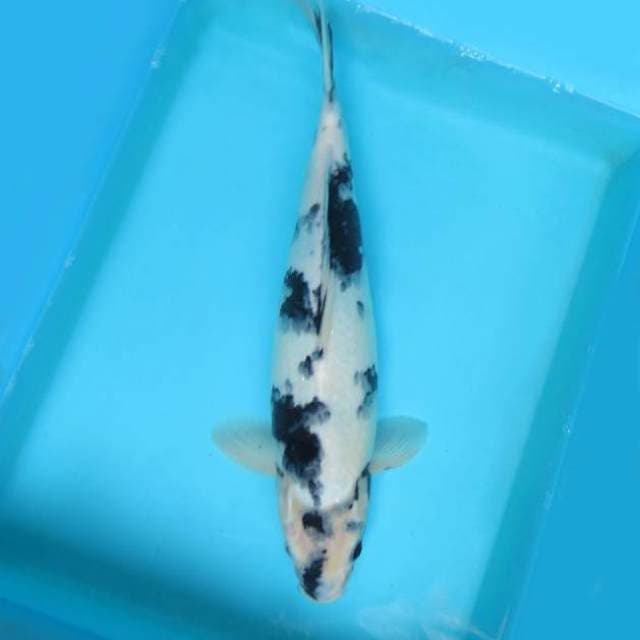 11. JUNAKOI ( SHIRO PROSPECT BAKAT JUMBO )