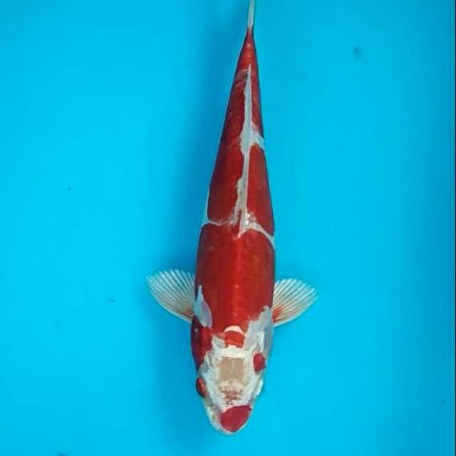 Yamato - kohaku hikari 23cm