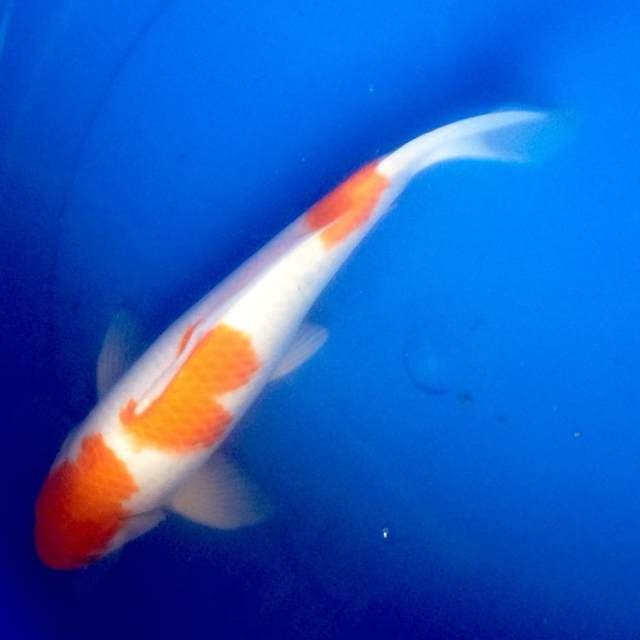 kohaku 3step