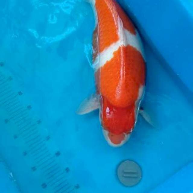 Kohaku Import 70bu