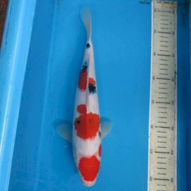 Nagata 28cm
