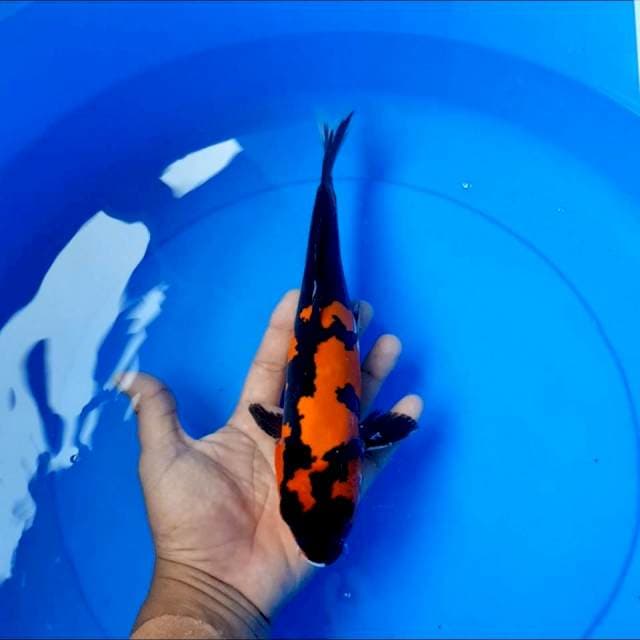 Doitsu 29 cm