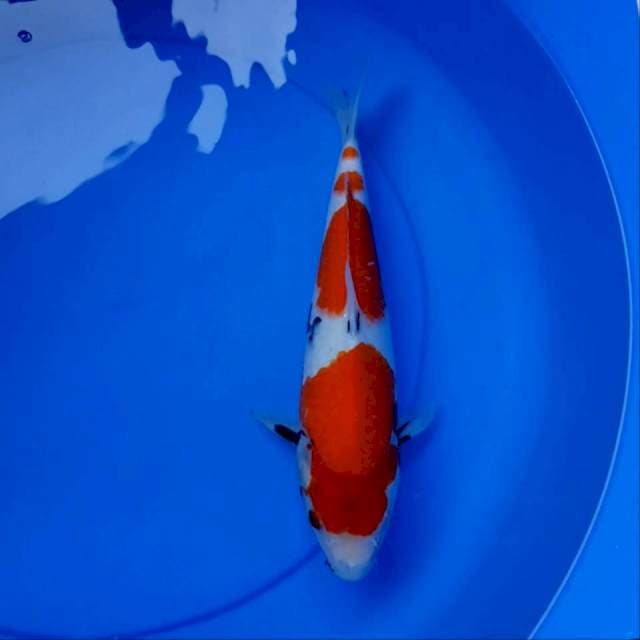 Showa tategoi 30cm
