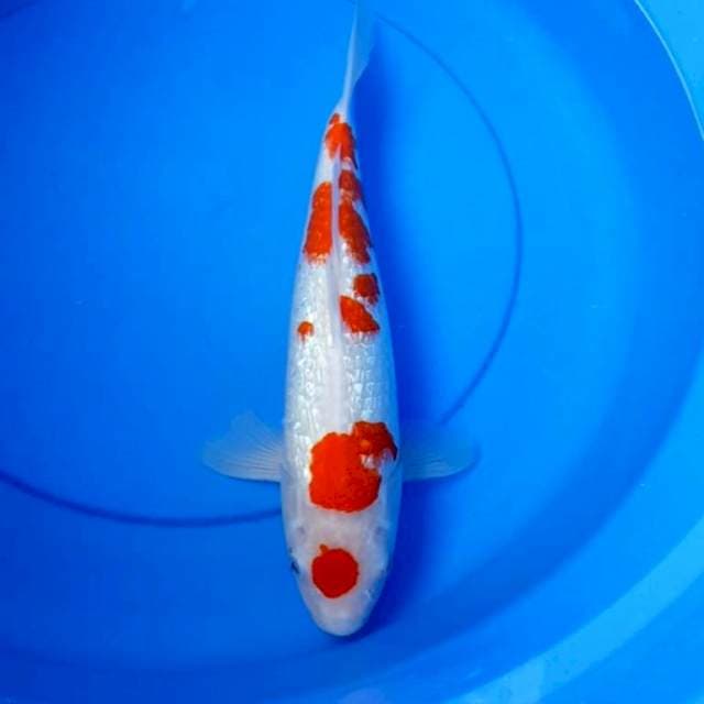 Kohaku ginrin 35cm