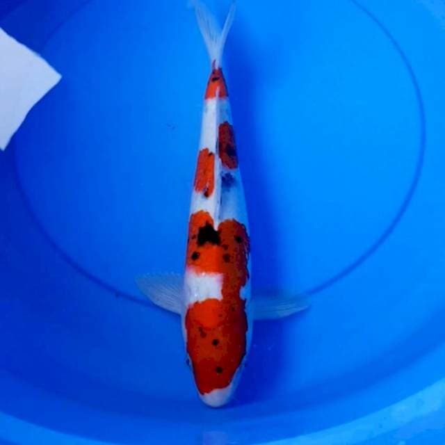 Sanke 35 cm