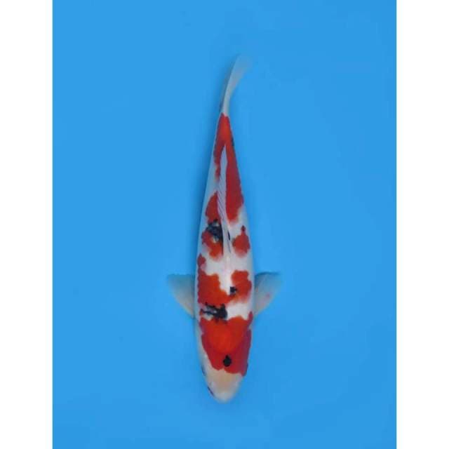 Taisho Sanke Halus F1 , 33cm