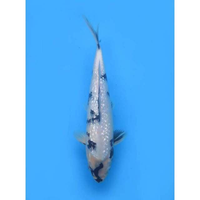 Shiro Full Ginrin , 30cm