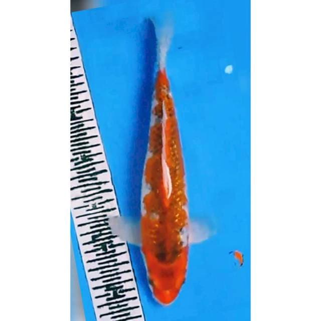 GOSHIKI GINDRIN 31CM