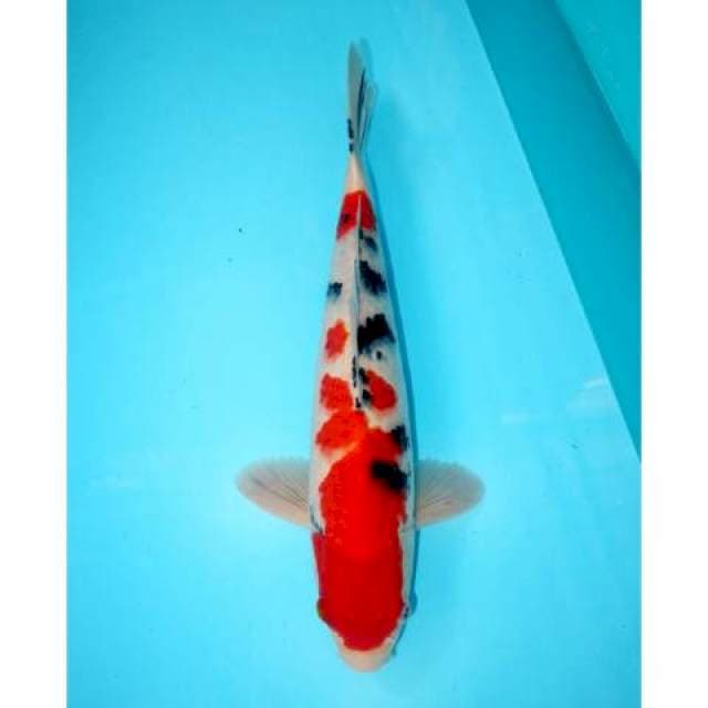 Sanke 37 cm