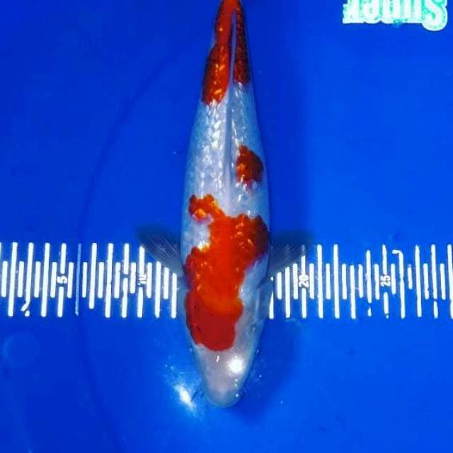 Kohaku gindrine
