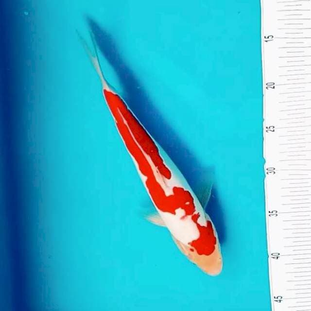 II. Doitsu Kohaku || 28 cm