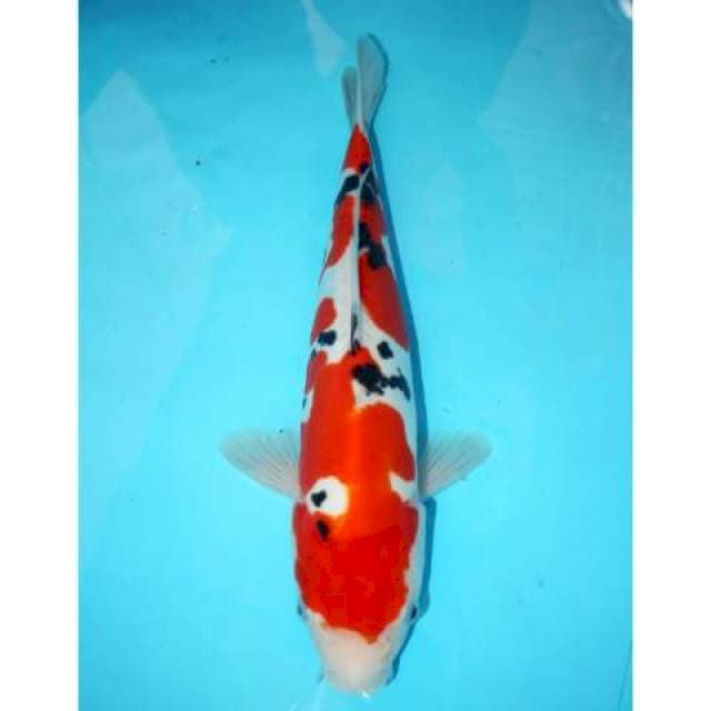 Doitsu Sanke 34 cm