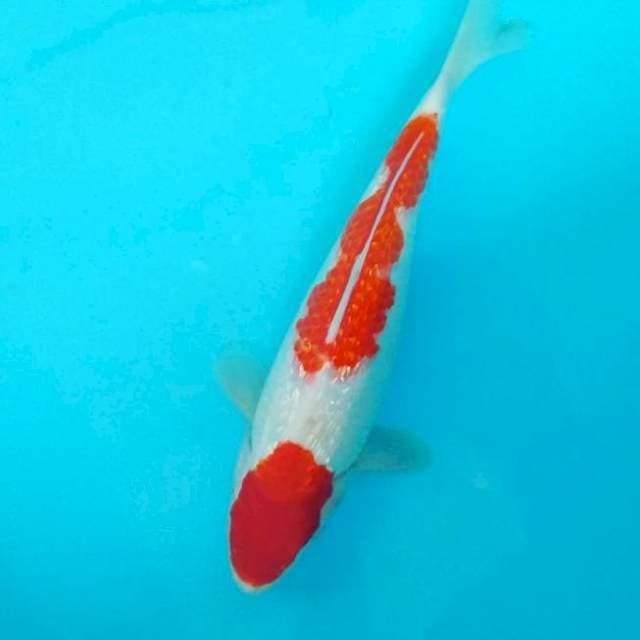 Kohaku gindrine