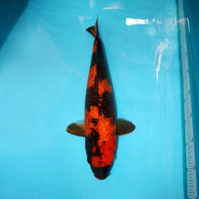 Utsuri Ginrin 41 cm