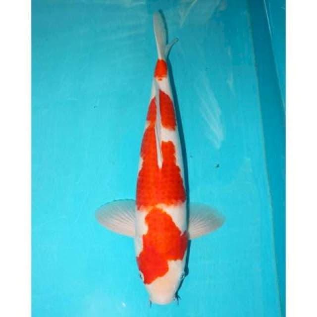 Ai Goromo Jantan 40 cm