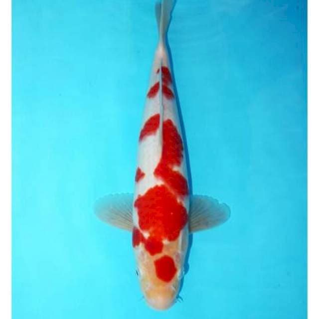 Kohaku 31 cm