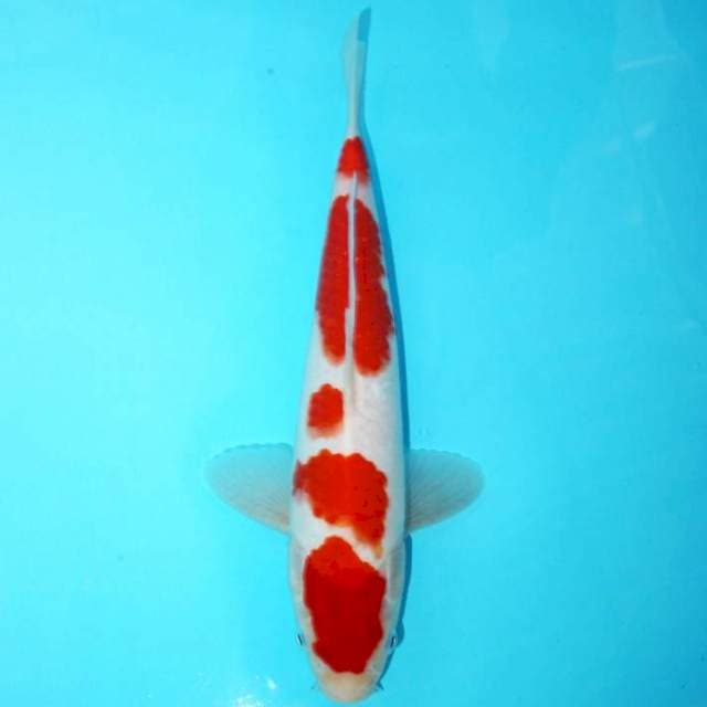 Kohaku 28 cm