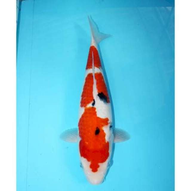 Sanke 37 cm