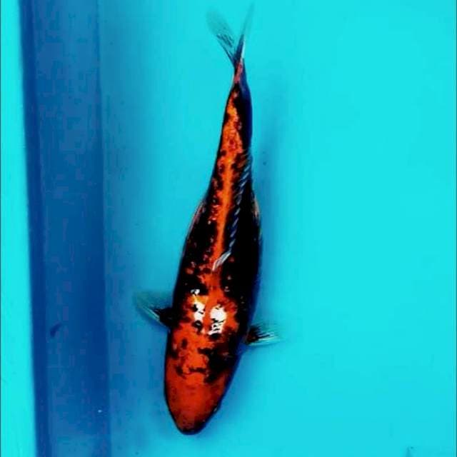 VI. Beni Kumon || 35 cm