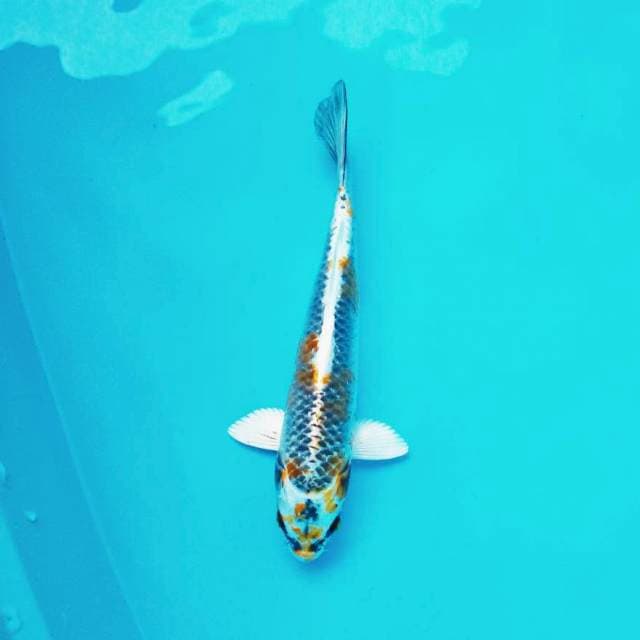 VIII. Antik || 30 cm