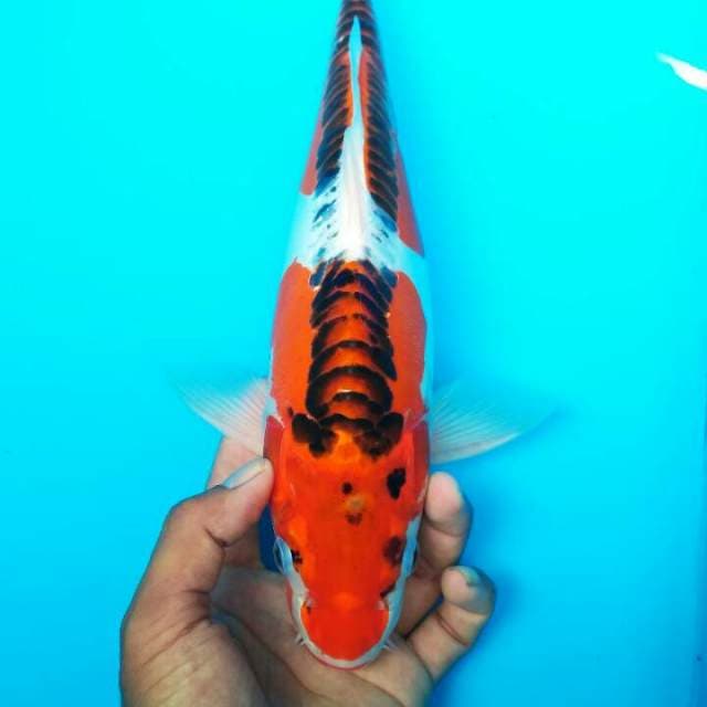 Kujaku doit ring naga 35 cm