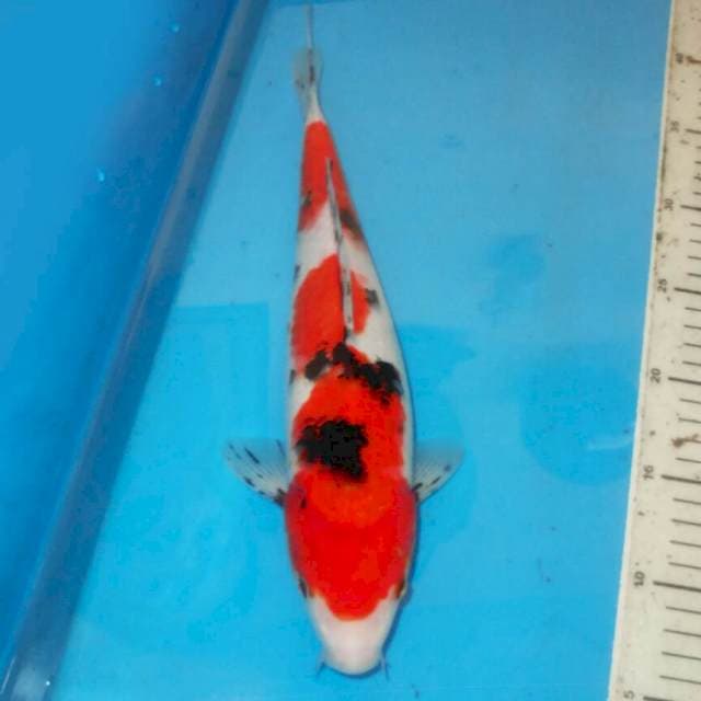 36cm SANKE BONSOR
