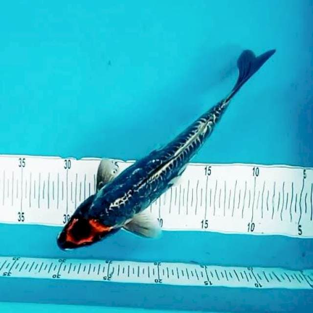 X. Tancho Kiko Terrorblade || 30 cm