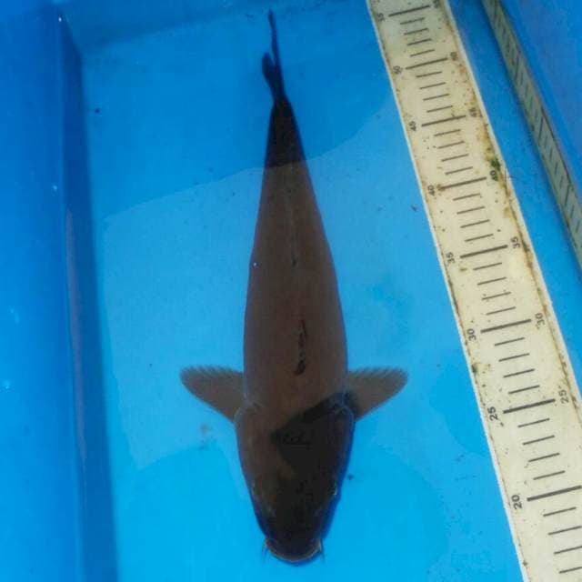 35cm HITAM MANIS