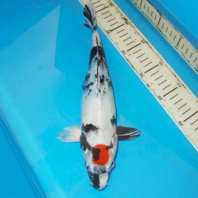 31cm TANCHO SHOWA