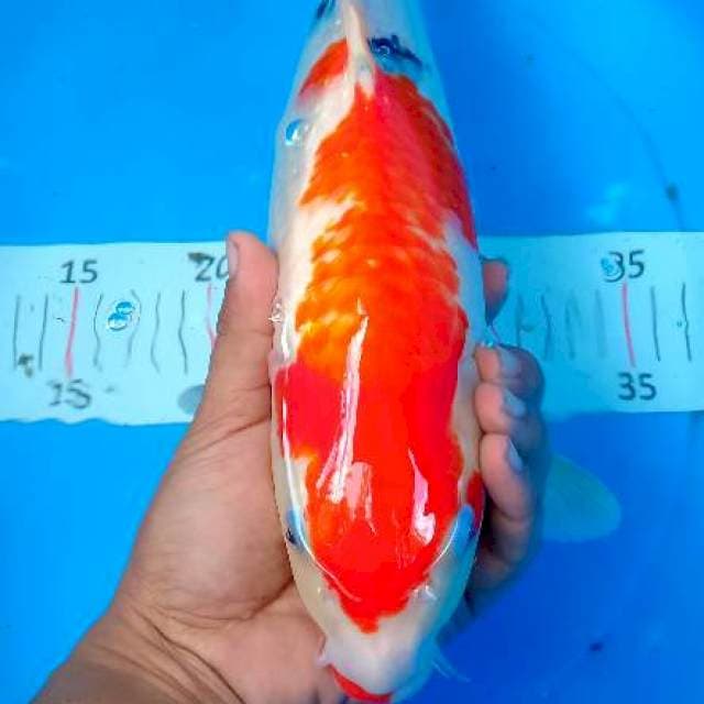 Sanke 38 cm