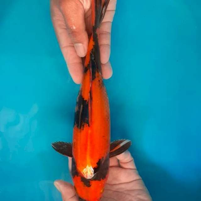 Hiutsuri
