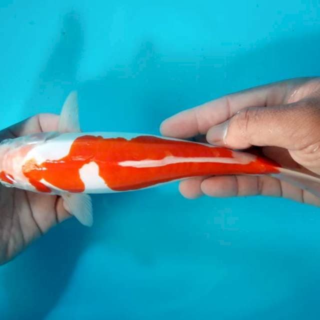 Kohaku