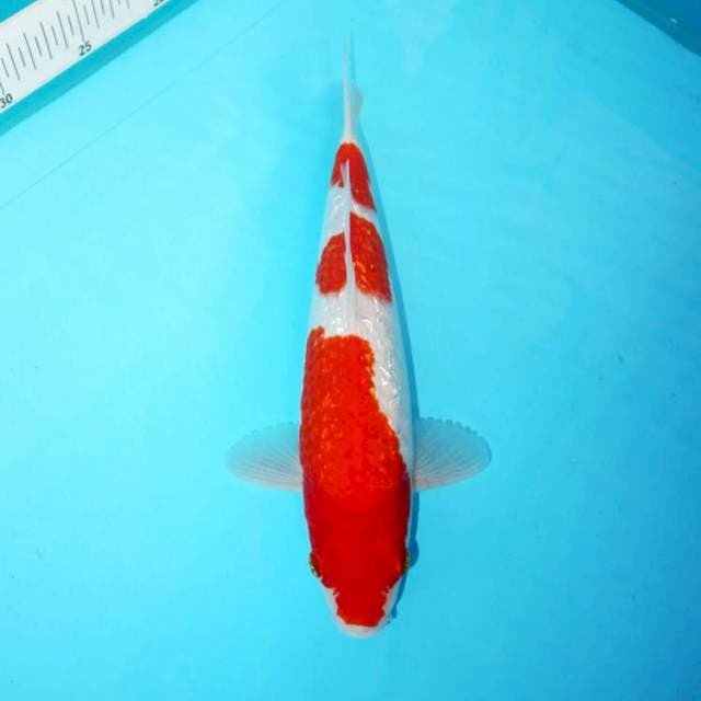 KOHAKU GINRIN 27 CM