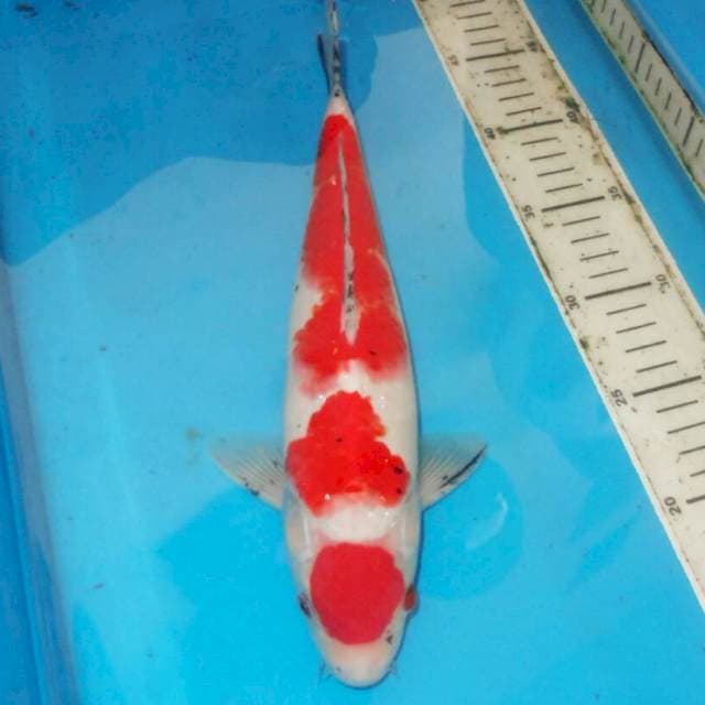 35cm MARUTEN SANSHOKU