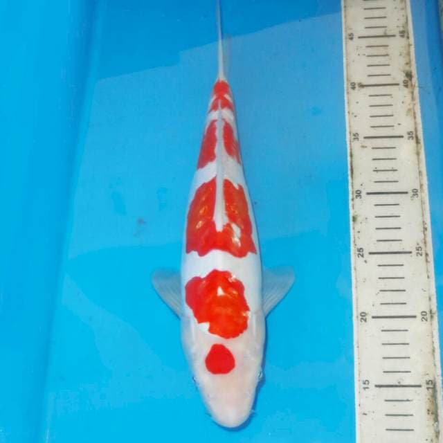 35cm TOTOL TOTOL KOHAKU 5step
