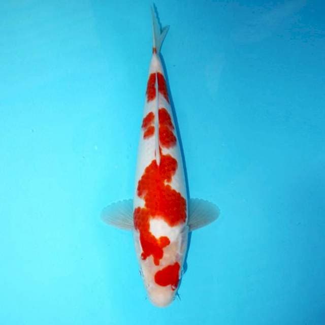 Kohaku 30 cm