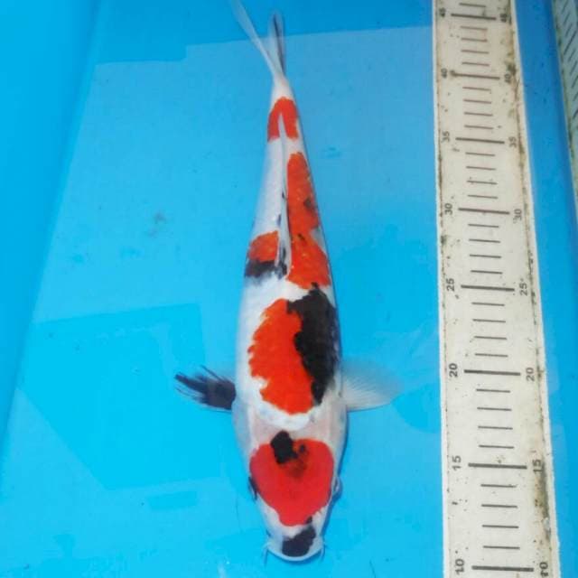 35cm KINDAI SHOWA MARUTEN