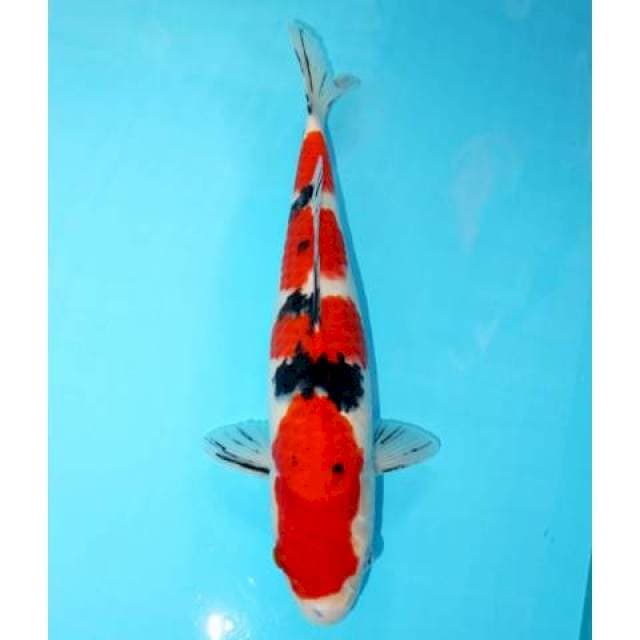 Sanke 37 cm