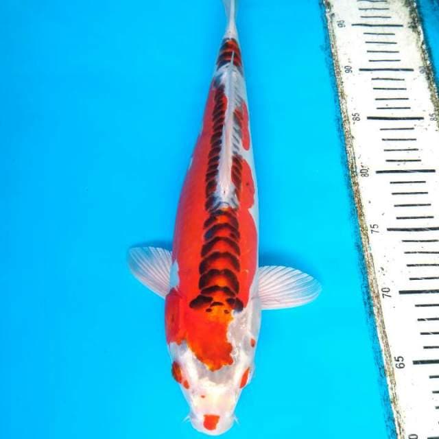 Kujaku doitsu ring naga 37 cm