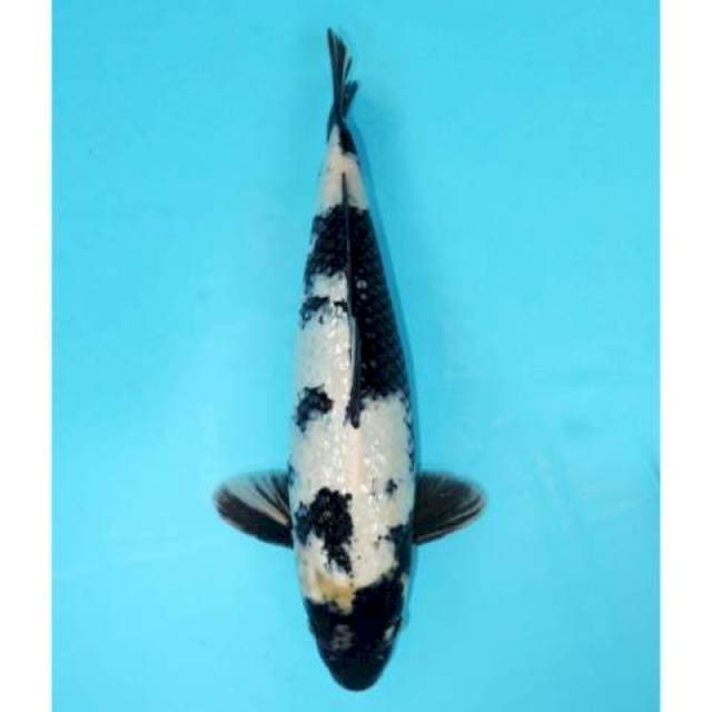 Shiro Ginrin 40 cm