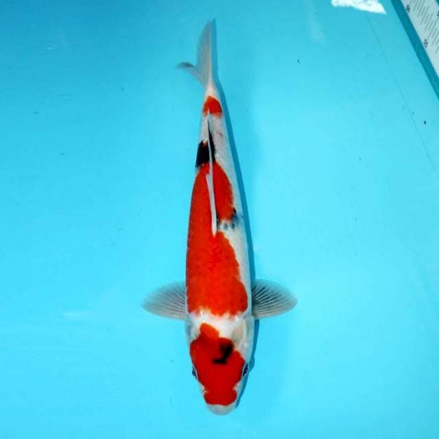 Showa 35 cm
