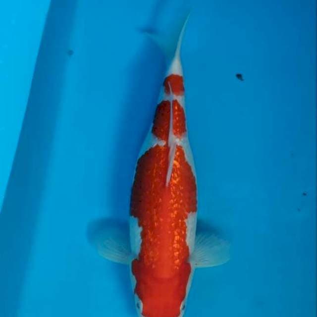 Kohaku ginrin