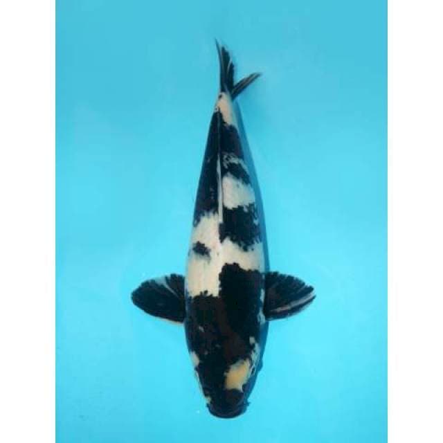 Shiro 38 cm