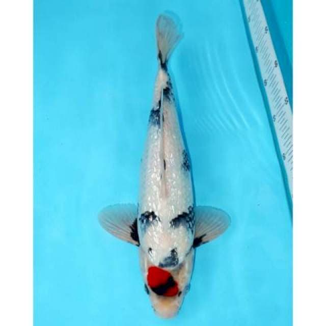 Tancho Showa 35 cm