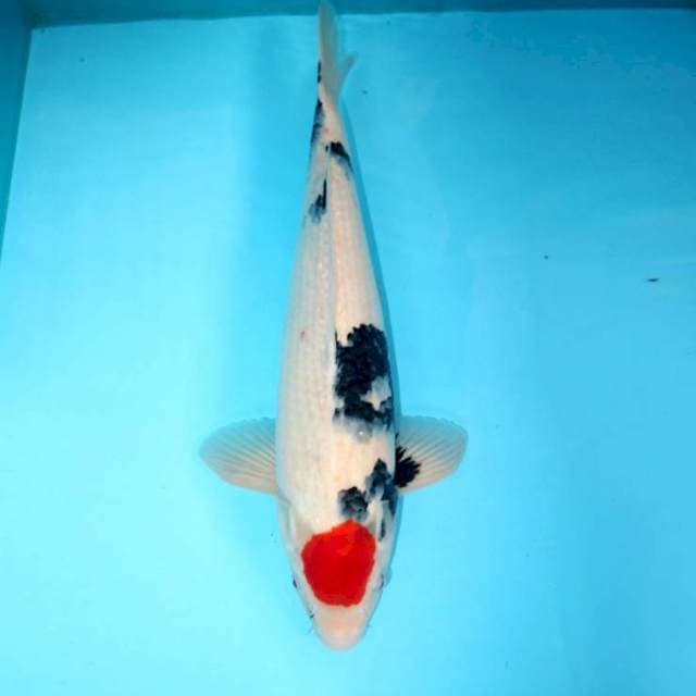 Tancho Sanke 45 cm