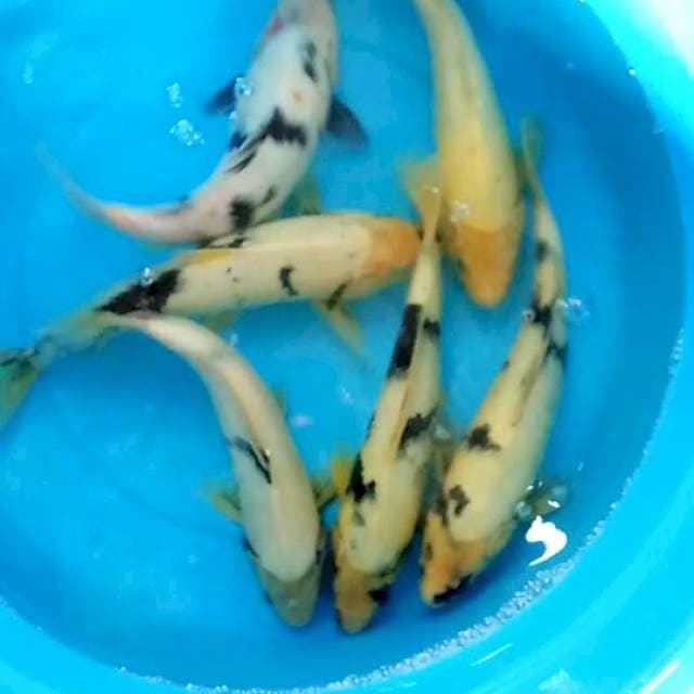 6 ekor shiro 30-33 cm