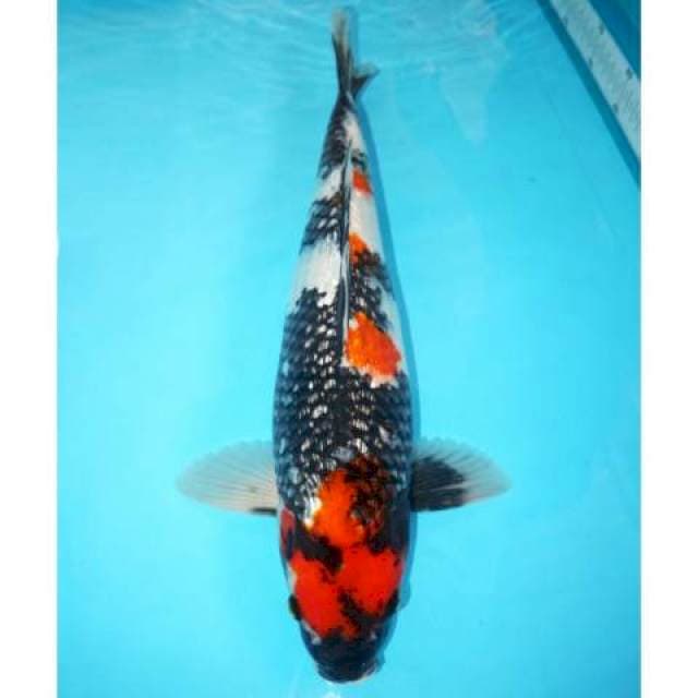 Showa Ginrin 45 cm