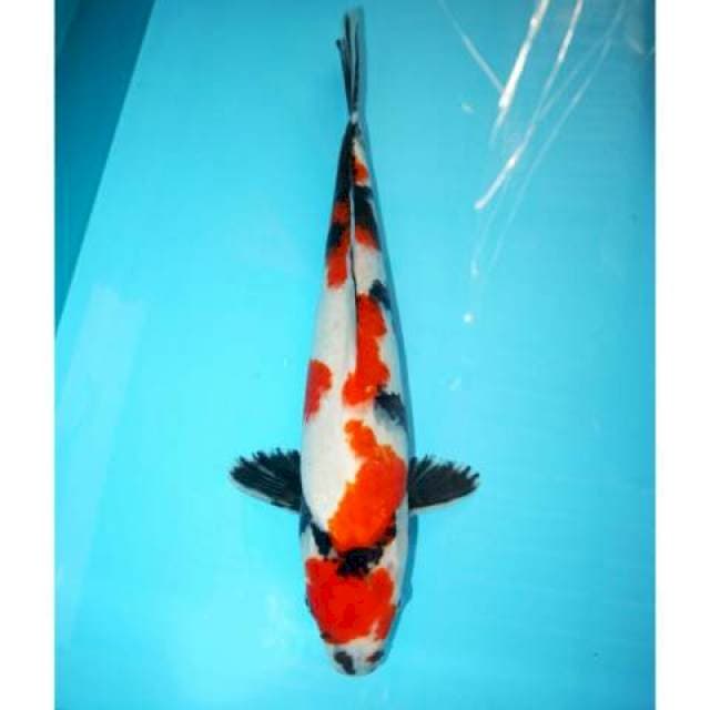 Showa 44 cm