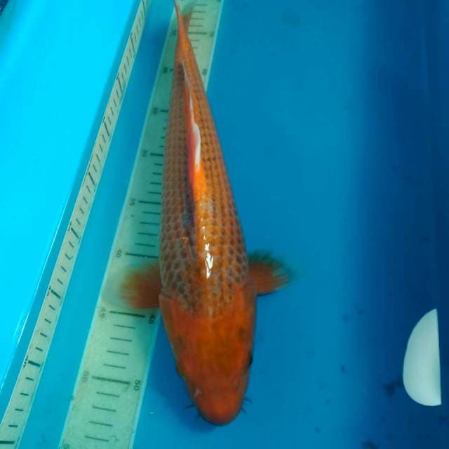 Hi Asagi 43 cm