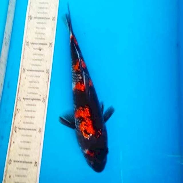 Showa gindrin 27cm